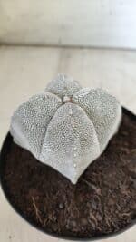 ASTROPHYTUM MYRIOSTIGMA Onzuka "4 Quinas"  Nº 396 – vaso 15 - Imagem 10