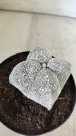 ASTROPHYTUM MYRIOSTIGMA Onzuka "4 Quinas"  Nº 396 – vaso 15 - Imagem 7