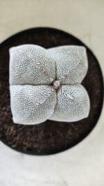 ASTROPHYTUM MYRIOSTIGMA Onzuka "4 Quinas"  Nº 396 – vaso 15 - Imagem 3