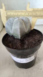 ASTROPHYTUM MYRIOSTIGMA Onzuka "4 Quinas"  Nº 396 – vaso 15 - Imagem 4