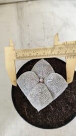 ASTROPHYTUM MYRIOSTIGMA Onzuka "4 Quinas"  Nº 396 – vaso 15 - Imagem 9