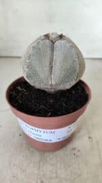 ASTROPHYTUM MYRIOSTIGMA Onzuka "4 QUINAS" Nº 668 – vaso 11 - Imagem 2