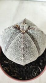 ASTROPHYTUM MYRIOSTIGMA Onzuka "4 QUINAS" Nº 668 – vaso 11 - Imagem 12