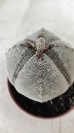 ASTROPHYTUM MYRIOSTIGMA Onzuka "4 QUINAS" Nº 668 – vaso 11 - Imagem 6