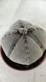 ASTROPHYTUM MYRIOSTIGMA Onzuka "4 QUINAS" Nº 668 – vaso 11 - Imagem 13