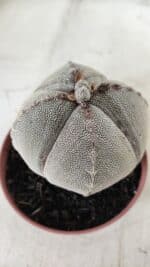 ASTROPHYTUM MYRIOSTIGMA Onzuka "4 QUINAS" Nº 668 – vaso 11 - Imagem 14