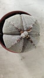 ASTROPHYTUM MYRIOSTIGMA Onzuka "4 QUINAS" Nº 668 – vaso 11 - Imagem 15