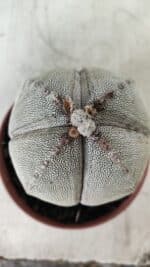 ASTROPHYTUM MYRIOSTIGMA Onzuka "4 QUINAS" Nº 668 – vaso 11 - Imagem 16