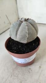 ASTROPHYTUM MYRIOSTIGMA Onzuka "4 QUINAS" Nº 668 – vaso 11 - Imagem 4