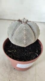 ASTROPHYTUM MYRIOSTIGMA Onzuka "4 QUINAS" Nº 668 – vaso 11 - Imagem 8