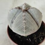 ASTROPHYTUM MYRIOSTIGMA Onzuka "4 QUINAS" Nº 668 – vaso 11