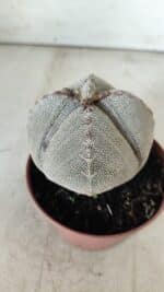 ASTROPHYTUM MYRIOSTIGMA Onzuka "4 QUINAS" Nº 668 – vaso 11