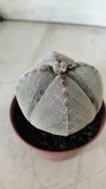 ASTROPHYTUM MYRIOSTIGMA Onzuka "4 QUINAS" Nº 668 – vaso 11 - Imagem 9