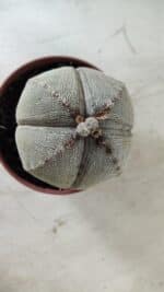 ASTROPHYTUM MYRIOSTIGMA Onzuka "4 QUINAS" Nº 668 – vaso 11 - Imagem 3