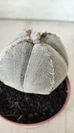 ASTROPHYTUM MYRIOSTIGMA Onzuka "4 QUINAS" Nº 668 – vaso 11 - Imagem 10