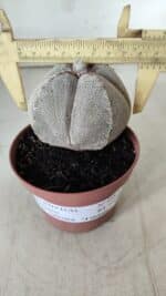 ASTROPHYTUM MYRIOSTIGMA Onzuka "4 QUINAS" Nº 668 – vaso 11 - Imagem 11