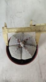 ASTROPHYTUM MYRIOSTIGMA Onzuka "4 QUINAS" Nº 668 – vaso 11 - Imagem 5