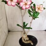 Planta Simples 2665 – 35cm – 03 anos