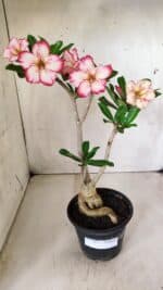 Planta Simples 2665 – 35cm – 03 anos