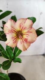 Planta Simples 2665 – 35cm – 03 anos - Imagem 3