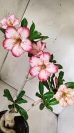 Planta Simples 2665 – 35cm – 03 anos - Imagem 4