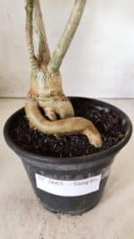 Planta Simples 2665 – 35cm – 03 anos - Imagem 7