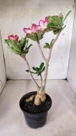 Planta Simples 2665 – 35cm – 03 anos - Imagem 6