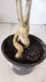 Planta Simples 2665 – 35cm – 03 anos - Imagem 5