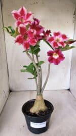 Planta Simples 2666 – 35cm – 03 anos - Imagem 2