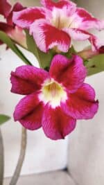 Planta Simples 2666 – 35cm – 03 anos - Imagem 3