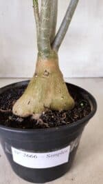 Planta Simples 2666 – 35cm – 03 anos - Imagem 7