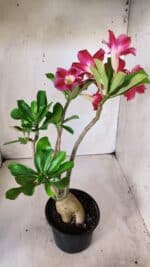 Planta Simples 2666 – 35cm – 03 anos - Imagem 6