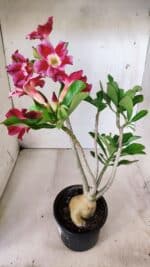 Planta Simples 2666 – 35cm – 03 anos - Imagem 5