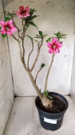 Planta Simples 2667 – 45cm – 03 anos - Imagem 2