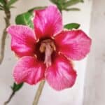 Planta Simples 2667 – 45cm – 03 anos