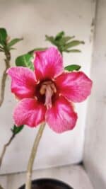 Planta Simples 2667 – 45cm – 03 anos