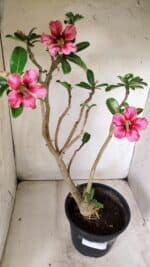 Planta Simples 2667 – 45cm – 03 anos - Imagem 6