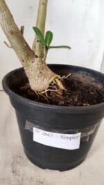 Planta Simples 2667 – 45cm – 03 anos - Imagem 10