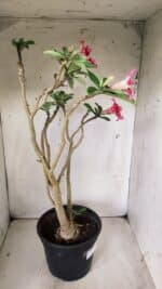 Planta Simples 2667 – 45cm – 03 anos - Imagem 9