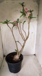 Planta Simples 2667 – 45cm – 03 anos - Imagem 8