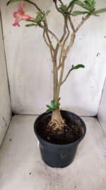 Planta Simples 2667 – 45cm – 03 anos - Imagem 7