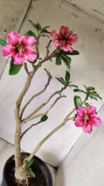 Planta Simples 2667 – 45cm – 03 anos - Imagem 5