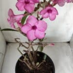 Planta Simples 2668 – 40cm – 03 anos