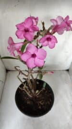 Planta Simples 2668 – 40cm – 03 anos