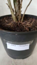 Planta Simples 2668 – 40cm – 03 anos - Imagem 8