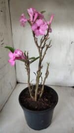 Planta Simples 2668 – 40cm – 03 anos - Imagem 7