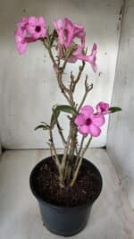 Planta Simples 2668 – 40cm – 03 anos - Imagem 6