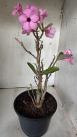 Planta Simples 2668 – 40cm – 03 anos - Imagem 5