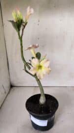 Planta Simples 2669 – 30cm – 02 anos - Imagem 2