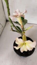 Planta Simples 2669 – 30cm – 02 anos - Imagem 6